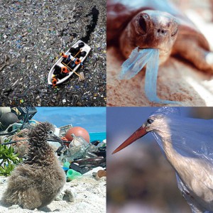 Bag at You - Fashion Blog - Animal victims of plastic bag abuse - International Plastic Bag Free Day