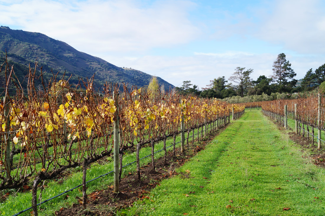 bag-at-you-carmel-wine-country-vineyard