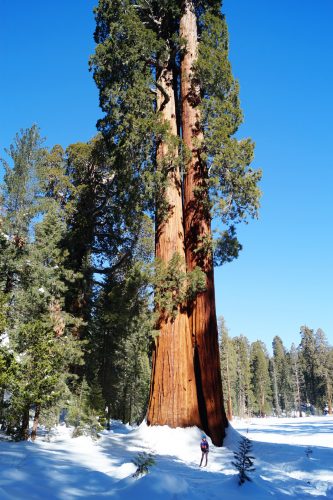 Bag-at-you---Travel---Sequoia-National-Park-California