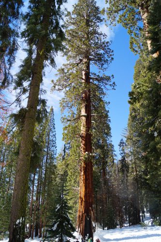 Bag-at-you---Travel-blog---General-Shermand-Tree-Sequoia